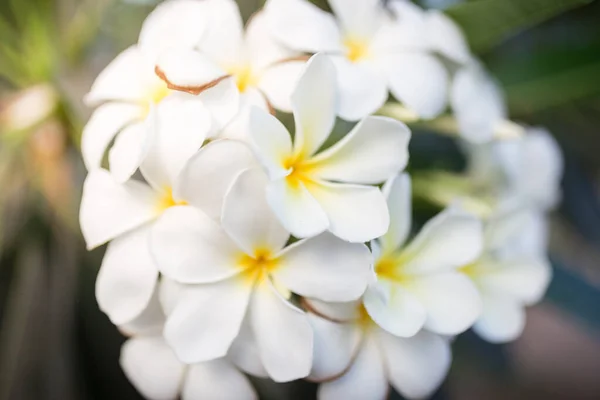 庭の白いプルメリアの花からの甘い香りの写真 — ストック写真