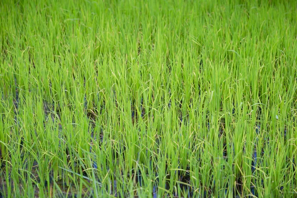 Close Campo Arroz Verde Crescer Fazenda Paddy Temporada Verão — Fotografia de Stock