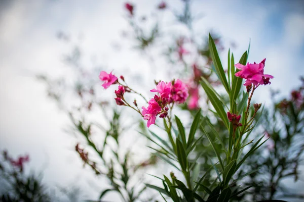 Veel Van Kleine Roze Bloemen Groene Tuin Middags — Stockfoto