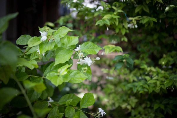 Veel Van Kleine Witte Bloemen Groene Tuin Middags — Stockfoto