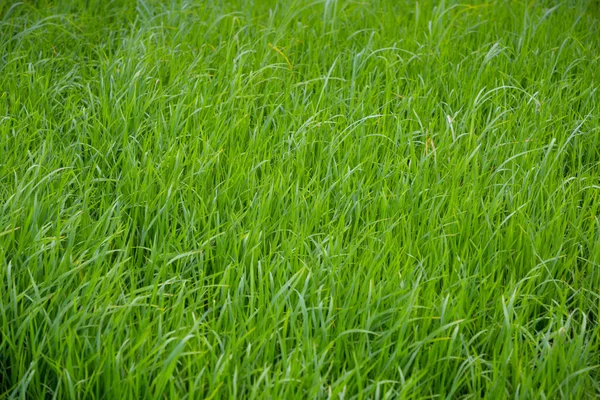 Close Campo Arroz Verde Crescer Fazenda Paddy Temporada Verão — Fotografia de Stock