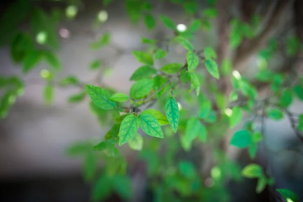 緑の茂みの背景と新鮮な葉の質感リラックスした感情 — ストック写真