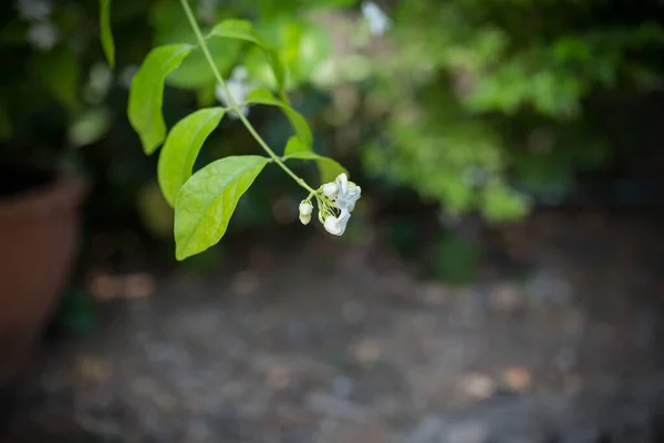 午後の緑の庭には白い小さな花がたくさん咲いています — ストック写真