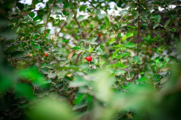 Picture Green Bushes Background Fresh Red Cherry —  Fotos de Stock