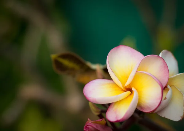 Plumeria çiçekler
