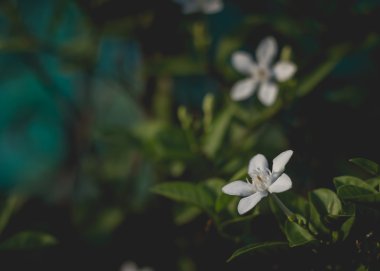 güzel beyaz çiçekler