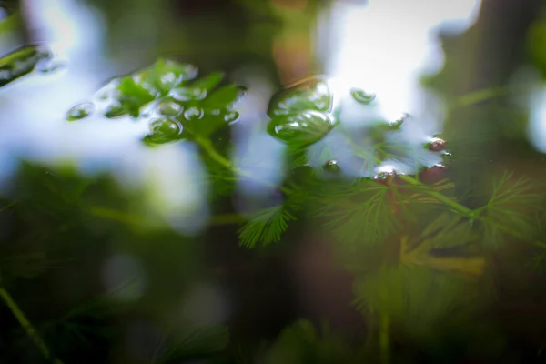 Hydrilla est une plante d'eau qui utilise pour décorer le poisson tank.nthis pho — Photo