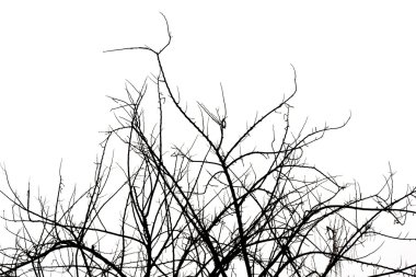 kurumuş ağaç siluet.