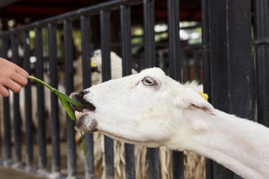 El çim için keçi besleme.
