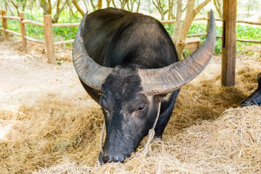 Siyah buffalo saman yiyor.