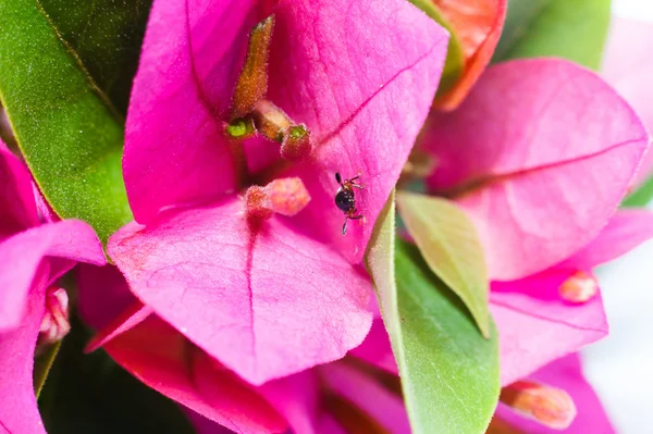 Escarabajo en flor de buganvilla . —  Fotos de Stock