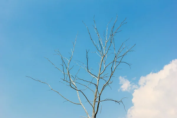 Αποξηραμένο δέντρο με γαλάζιο ουρανό. — Φωτογραφία Αρχείου