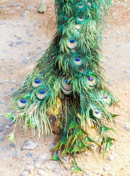 Renkli peacock's kuyruk doku. — Stok fotoğraf