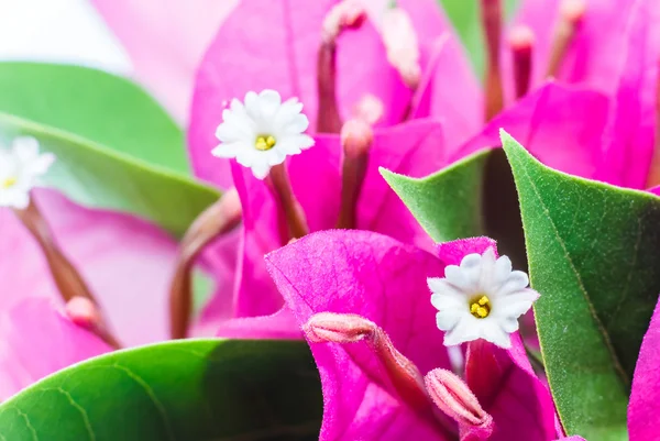 Macro bougainvillea flower. — Stock Photo, Image