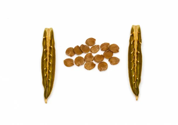 Isolierte Samen und Hülsen von Minnierwurzeln (ruellia tuberosa)). — Stockfoto