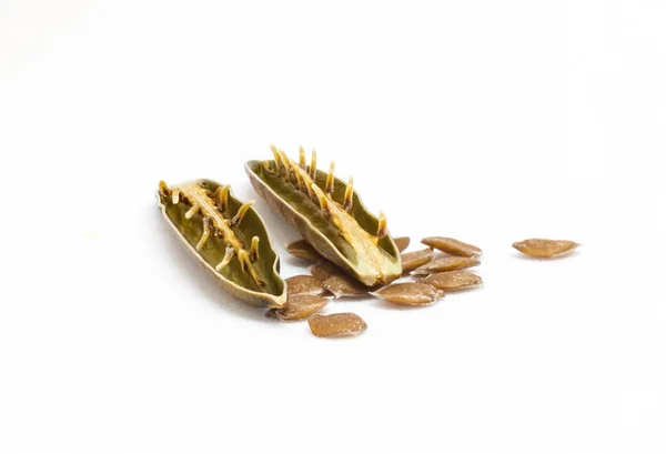 Isolated seed and pod of minnieroot (ruellia tuberosa). — Stock Photo, Image