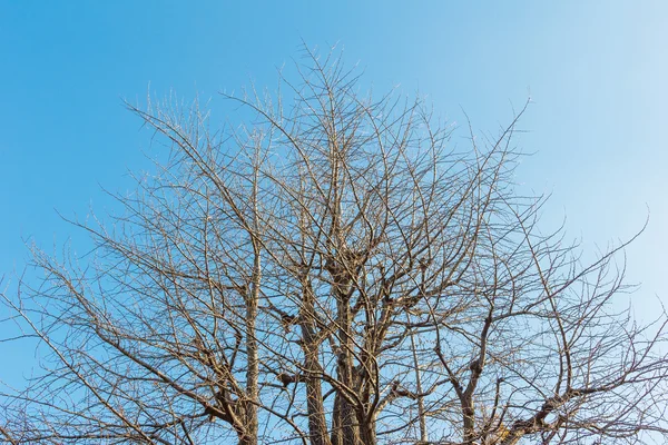 Αποξηραμένα δέντρων με το γαλάζιο του ουρανού στο παρασκήνιο. — Φωτογραφία Αρχείου
