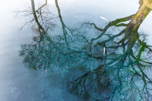 Boom weerspiegelen in vijver. — Stockfoto