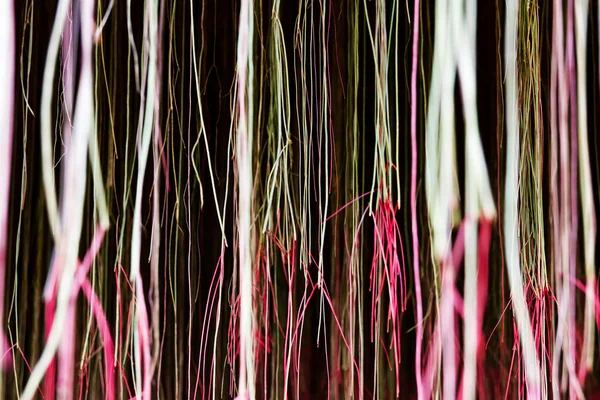 Textura de raíz de planta . —  Fotos de Stock