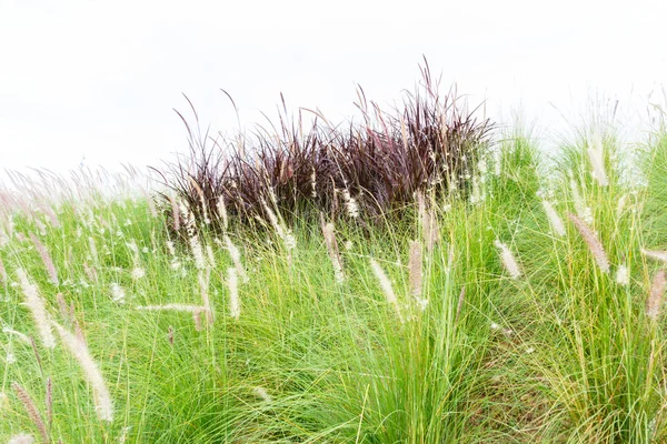 Zelené a purpurové mise tráva. — Stock fotografie