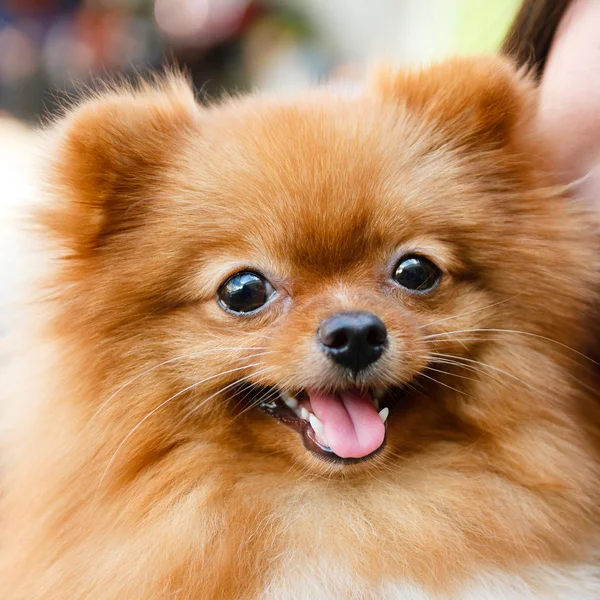 Pomeranian köpek gülümsüyor.