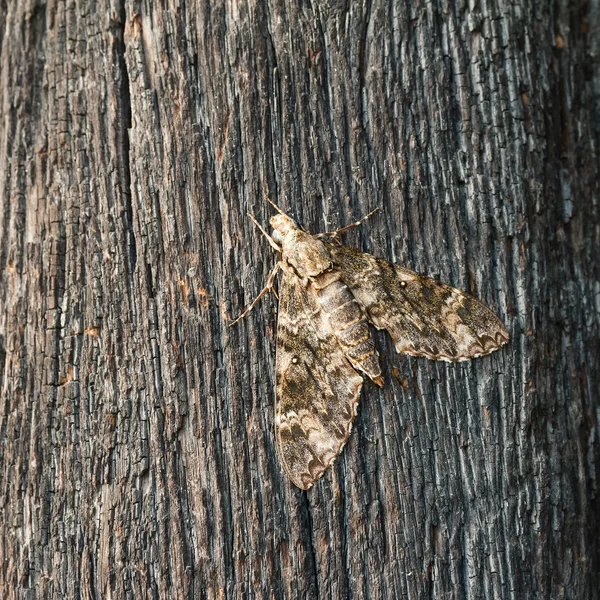 Papillon debout sur le bois . — Photo