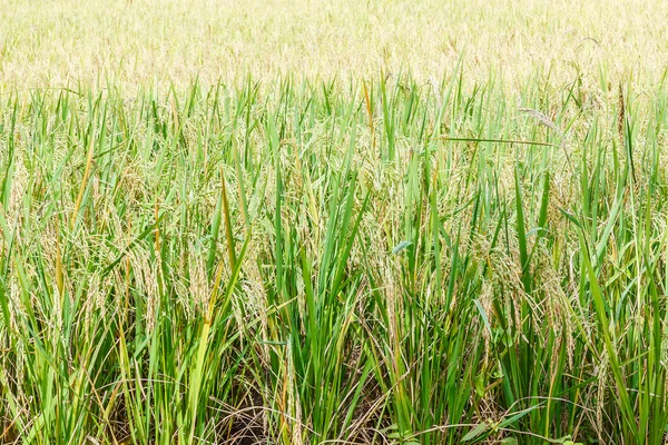 Campo de arroz ao meio-dia . — Fotografia de Stock