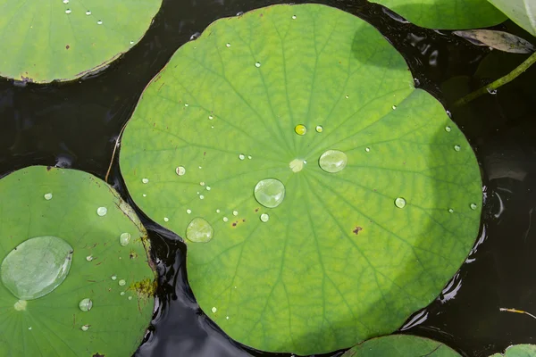 Drop on the leaf — Stock Photo, Image