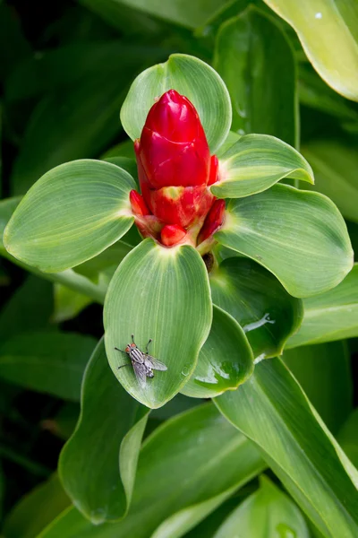 Mosca y flor —  Fotos de Stock