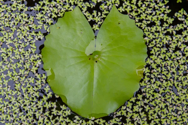 Lotos zielony liść wygląda jak serce — Zdjęcie stockowe