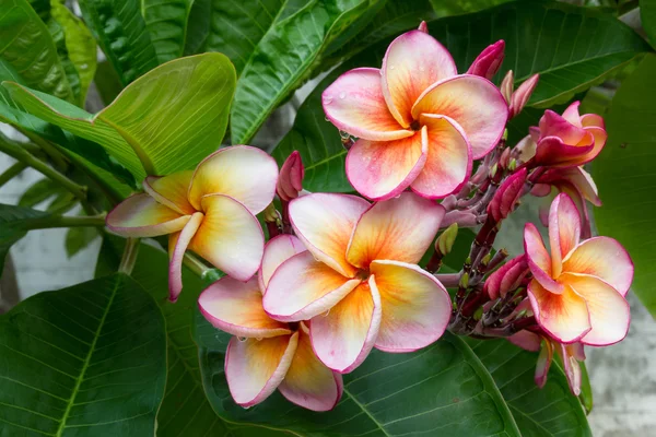 Plumeria çiçek üzerinde damlacıklar