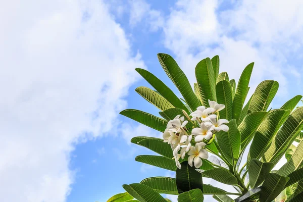 Plumeria et ciel — Photo