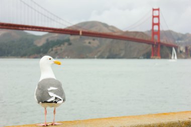 Seagull standing with Golden Gate bridge in background. clipart