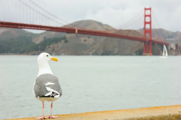 Golden Gate Köprüsü arka plan ile martı ayakta.