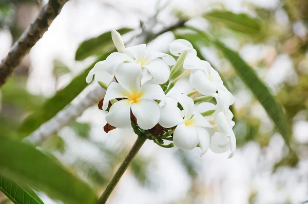 Bunch de Plumeria . — Photo