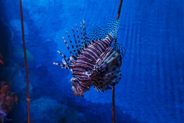 Peixes-leão nadando na água . — Fotografia de Stock