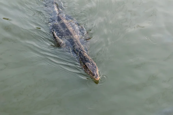 Monitor lizard swimming. — Stock Photo, Image