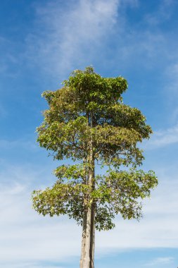 Arka planda mavi gökyüzü ile uzun ağaç.