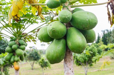 Papaya grup ağaç üzerinde.