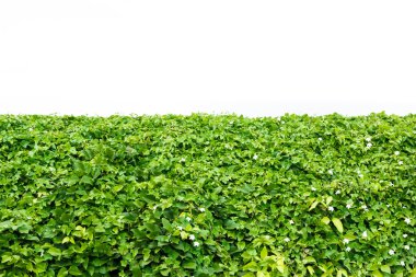 Bush Beyaz arka plan ile yeşil yaprak.