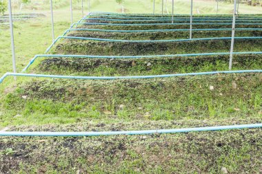 Sebze bahçesinde nargile satırlarla.