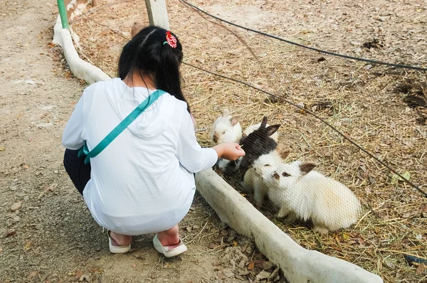Menina alimentar muitos coelhos . — Fotografia de Stock
