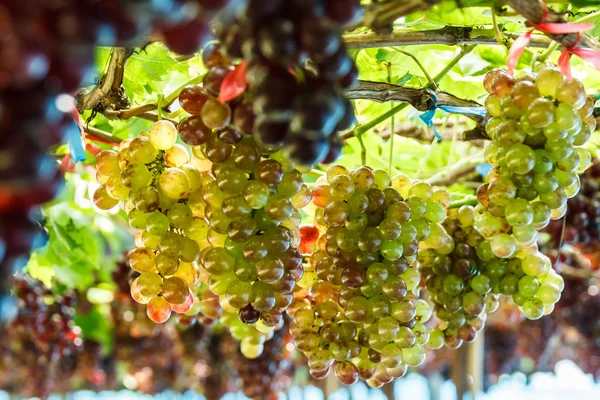 Bouquet de raisin sur la vigne . — Photo