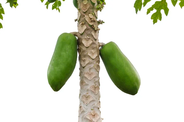 Frutos aislados de papaya en el árbol. Con camino de recorte . —  Fotos de Stock