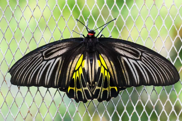 Svart och gult birdwing fjäril. — Stockfoto