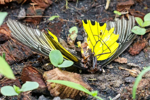 Död kropp av birdwing fjäril. — Stockfoto