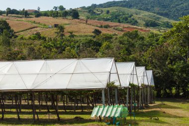 Üzüm çatı ile ekili çiftlik.