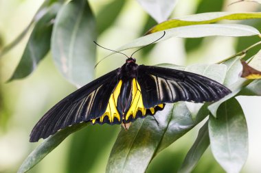 Siyah ve sarı birdwing kelebek.