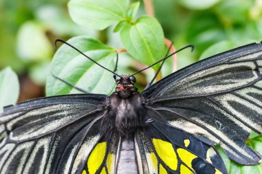 Siyah ve sarı birdwing kelebek.