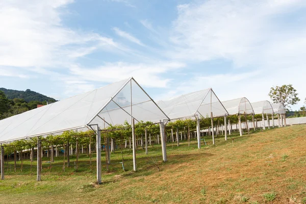 Fazenda cultivada de uva com telhado . — Fotografia de Stock